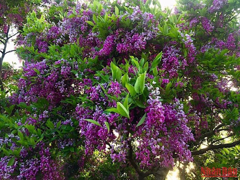 Cây thàn mát là loài hoa đặc trưng trên bán đảo Sơn Trà. Cây thàn mát là loài hoa đặc trưng trên bán đảo Sơn Trà.