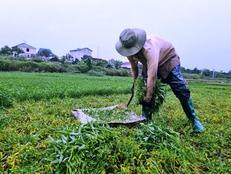 Tranh thủ thời khắc trước khi bão số 4 đổ bộ, bà con nông dân thu hoạch rau kịp bán. Tranh thủ thời khắc trước khi bão số 4 đổ bộ, bà con nông dân thu hoạch rau kịp bán.