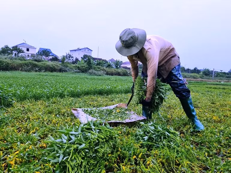 Tranh thủ thời khắc trước khi bão số 4 đổ bộ, bà con nông dân thu hoạch rau kịp bán.