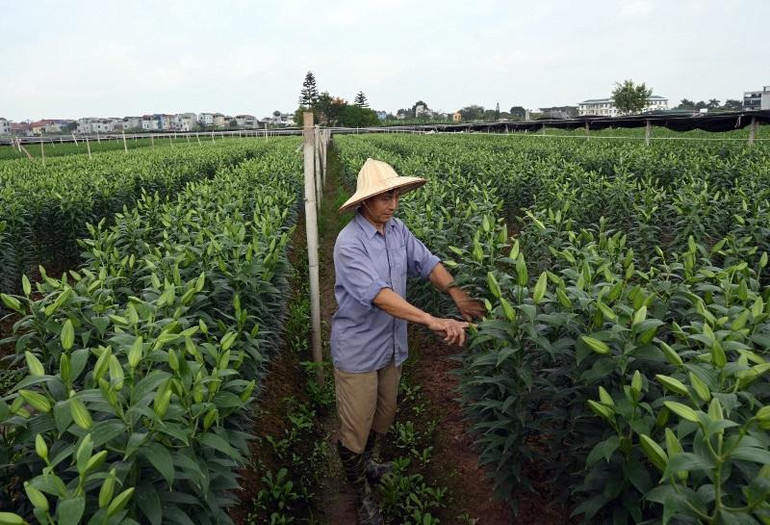 Chăm sóc hoa ly tại trang trại tại xã Tự Lập, huyện Mê Linh. (Ảnh Duy Linh) Chăm sóc hoa ly tại trang trại tại xã Tự Lập, huyện Mê Linh. (Ảnh Duy Linh)
