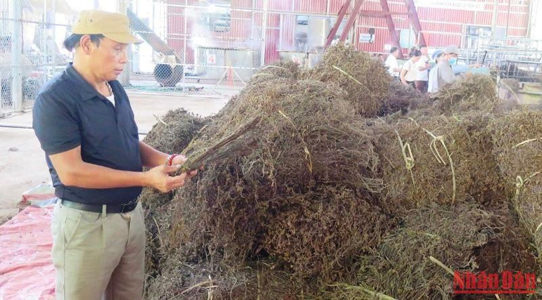 Lãnh đạo Ban Giám đốc Công ty TNHH sản xuất và đầu tư xuất nhập khẩu Đức Quý kiểm tra sản phẩm bột thạch đen để đem xuất khẩu chính ngạch sang Trung Quốc.