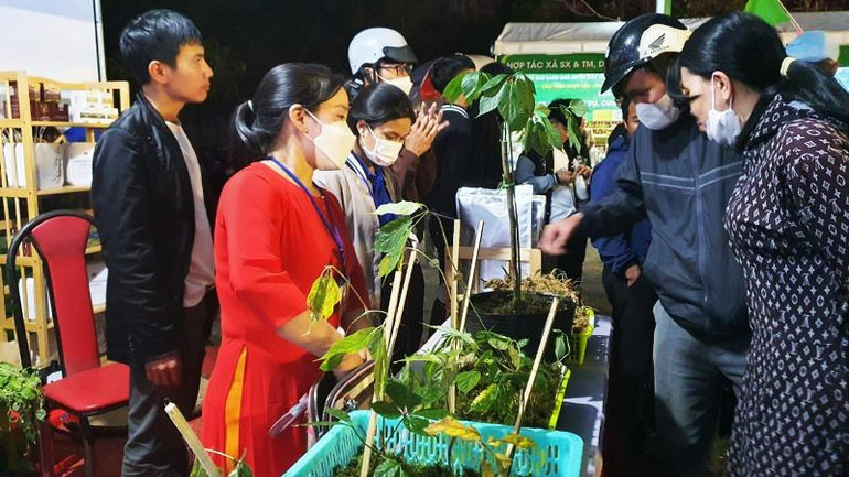 Gian hàng sâm Ngọc Linh thu hút sự quan tâm của du khách.