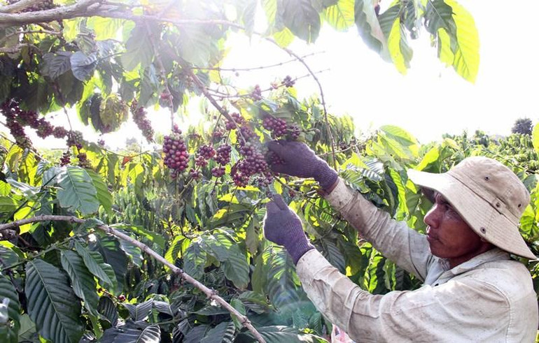 Người dân tỉnh Lâm Đồng thu hoạch cà-phê.