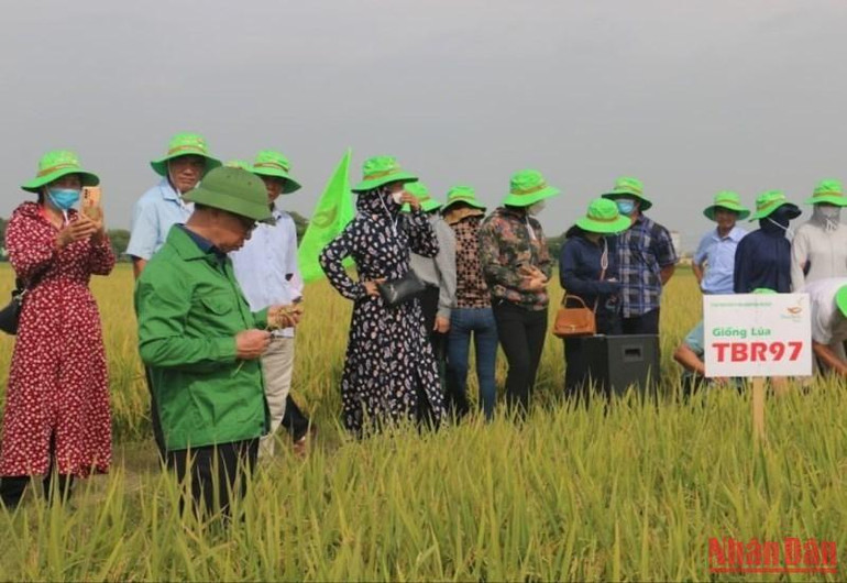 Giống lúa TBR 97 là giống lúa ngắn ngày, phù hợp trên đồng đất trồng cây vụ đông.