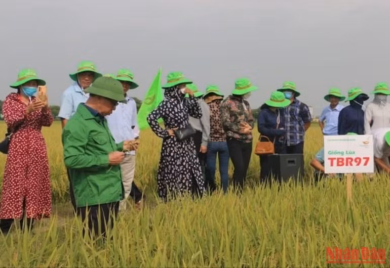 Giống lúa TBR 97 là giống lúa ngắn ngày, phù hợp trên đồng đất trồng cây vụ đông. Giống lúa TBR 97 là giống lúa ngắn ngày, phù hợp trên đồng đất trồng cây vụ đông.