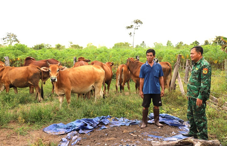 Ngoài thời gian công tác, Thiếu tá Từ Văn Sương thường xuyên về thăm hỏi, hướng dẫn vợ chồng ông Nguyễn Văn Triều chăm sóc đàn bò.