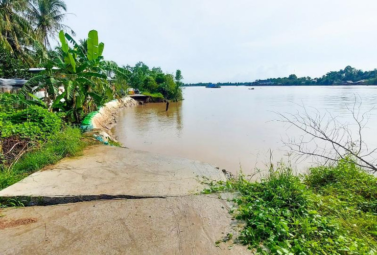 Triều cường cũng đã làm sạt lở đoạn đường đan ở xã Chánh An, huyện Mang Thít, tỉnh Vĩnh Long. (Ảnh: BÁ DŨNG)