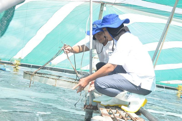 Nuôi tôm công nghệ cao tại Công ty Trách nhiệm hữu hạn nuôi trồng thủy sản Tuấn Hiền.