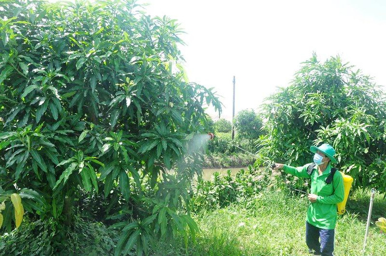 Nông dân xã Long Định, huyện Châu Thành, tỉnh Tiền Giang phun thuốc trị sâu, bệnh trên cây xoài.