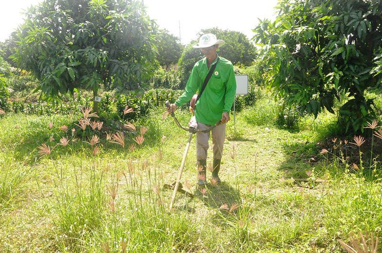 Những "bác sĩ" bắt bệnh cho cây trồng ảnh 5