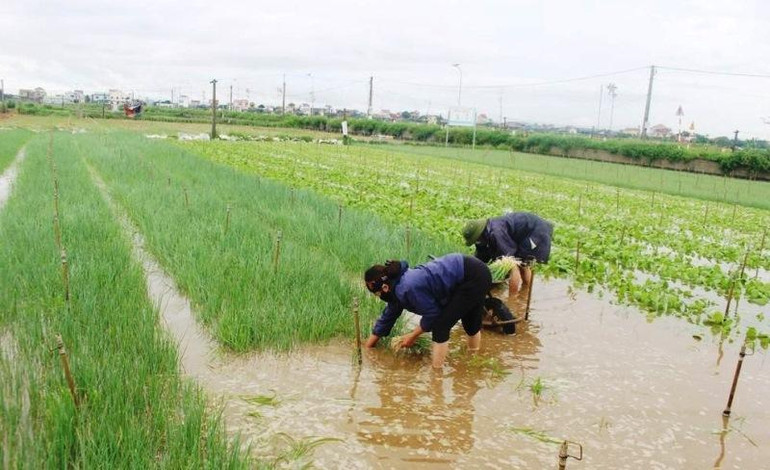Bà con huyện Quỳnh Lưu tổ chức thu hoạch rau màu có nguy cơ ngập lụt khi bão Noru đổ bộ. (Ảnh: VIỆT HÙNG)