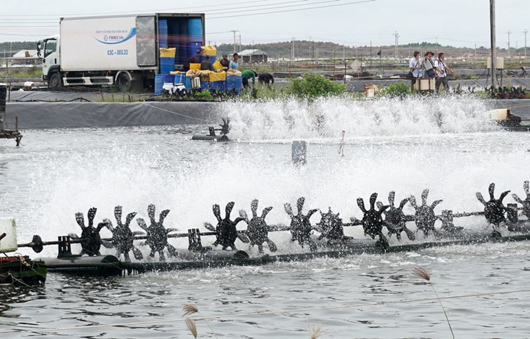 Vùng nuôi tôm công nghệ cao của tỉnh Sóc Trăng.