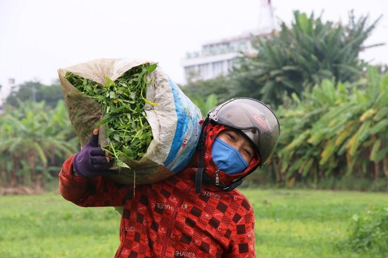 Người dân tranh thủ thu hoạch rau kịp chạy bão. Người dân tranh thủ thu hoạch rau kịp chạy bão.