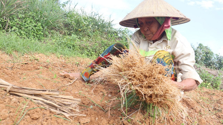[Ảnh] Thơm nồng kiệu hương Hòa Nhơn ảnh 2