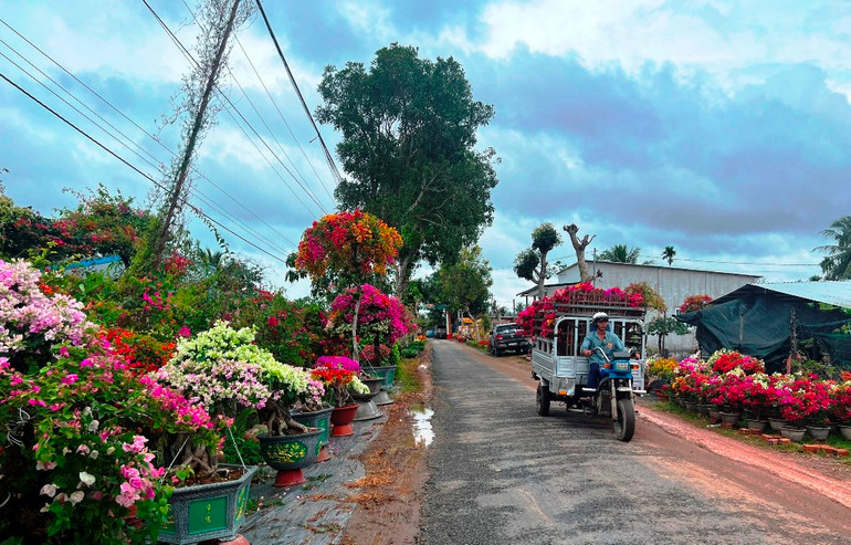 Những ngày này nhiều con đường tại huyện Chợ Lách tràn ngập sắc hoa.