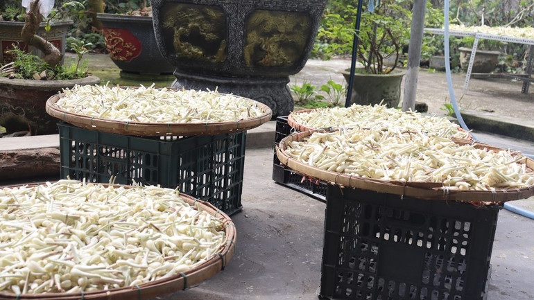 [Ảnh] Thơm nồng kiệu hương Hòa Nhơn ảnh 9