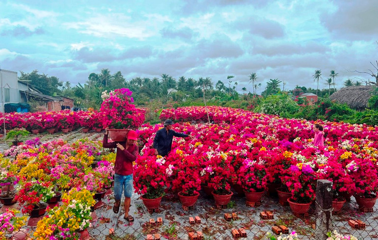 Thương lái vào tận vườn hoa tại xã Phú Sơn (huyện Chợ Lách) để mua hoa giấy.