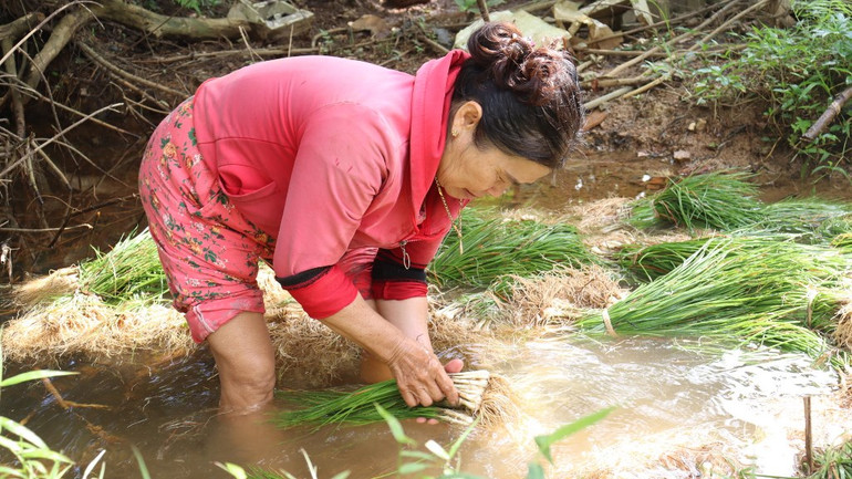 [Ảnh] Thơm nồng kiệu hương Hòa Nhơn ảnh 6