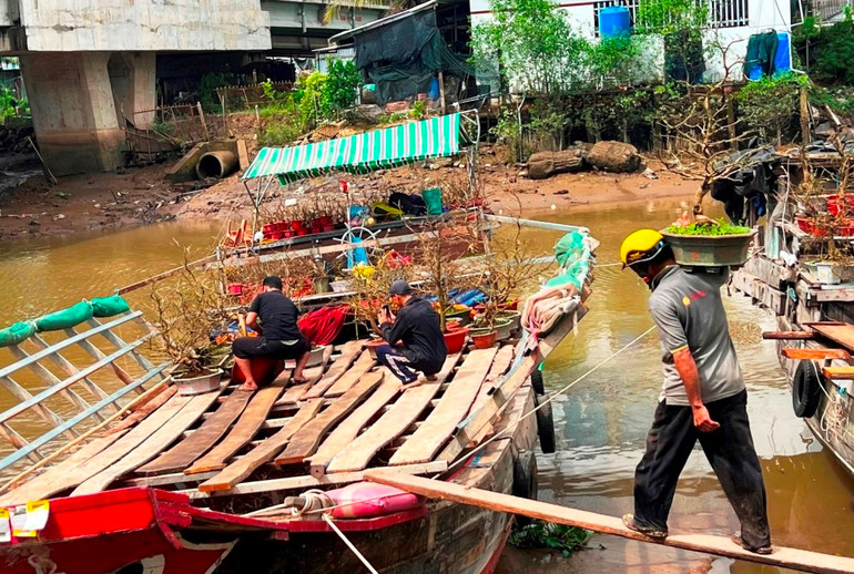 Một số thương lái vận chuyển mai vàng bằng ghe đến các tỉnh khu vực đồng bằng sông Cửu Long bán Tết.