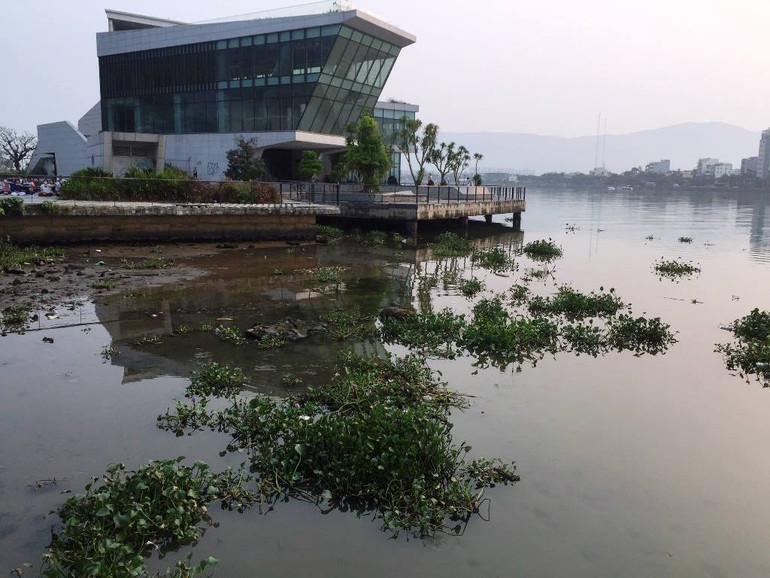 Tại khu vực Dự án nhà hàng, bến du thuyền ghi nhận một lượng bèo khổng lồ đang “trú chân” sáng 21/4. Tại khu vực Dự án nhà hàng, bến du thuyền ghi nhận một lượng bèo khổng lồ đang “trú chân” sáng 21/4.