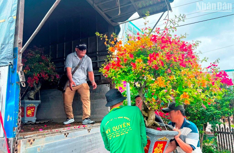 Thương lái đến xã Vĩnh Hòa (huyện Chợ Lách) mua hoa giấy rồi đưa lên xe tải để chuyển đến chợ Tết.