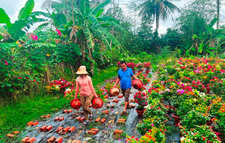 Người dân tất bật vận chuyển hoa từ trong vườn để kịp bán cho thương lái.