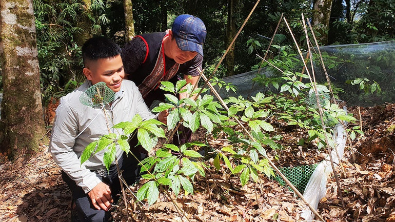 Công nhân chăm sóc sâm Ngọc Linh Kon Tum.