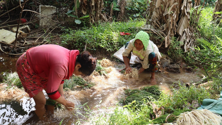 [Ảnh] Thơm nồng kiệu hương Hòa Nhơn ảnh 4