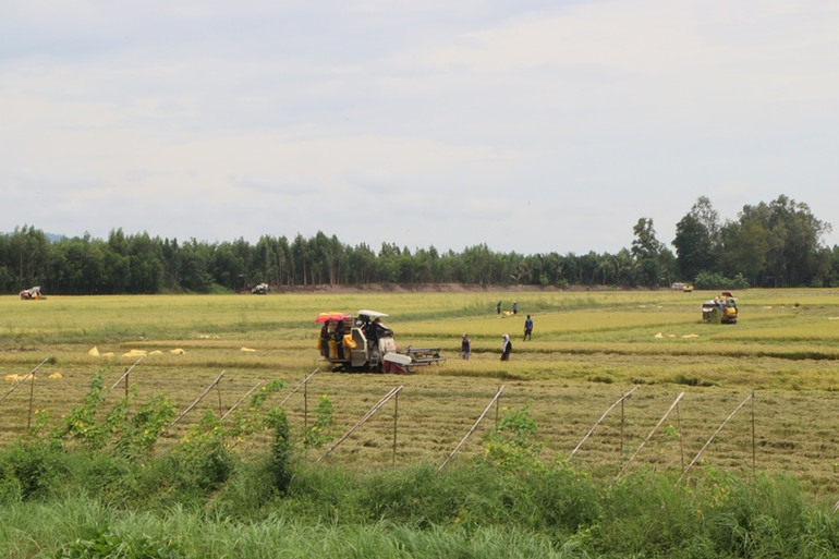 Nông dân An Giang thu hoạch lúa.
