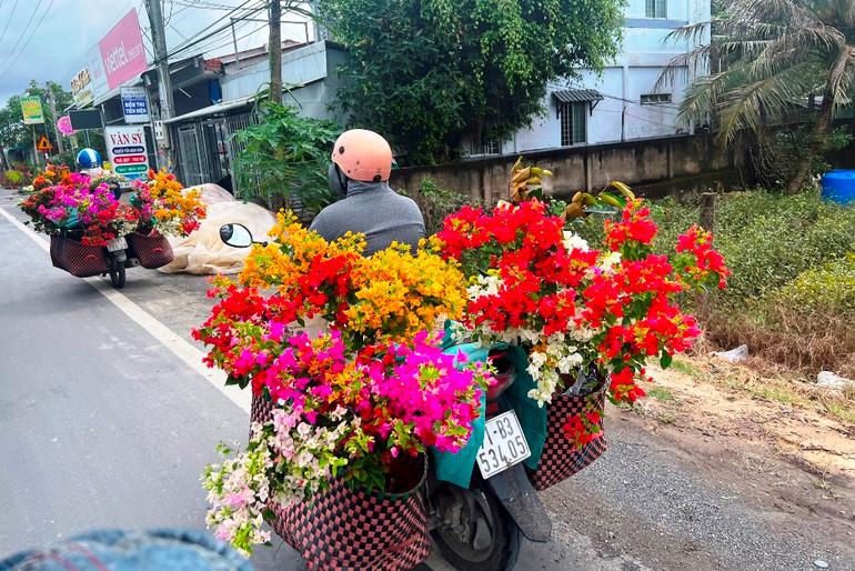 Một số thương lái vận chuyển hoa giấy bằng xe gắn máy ra các chợ Tết trong tỉnh.