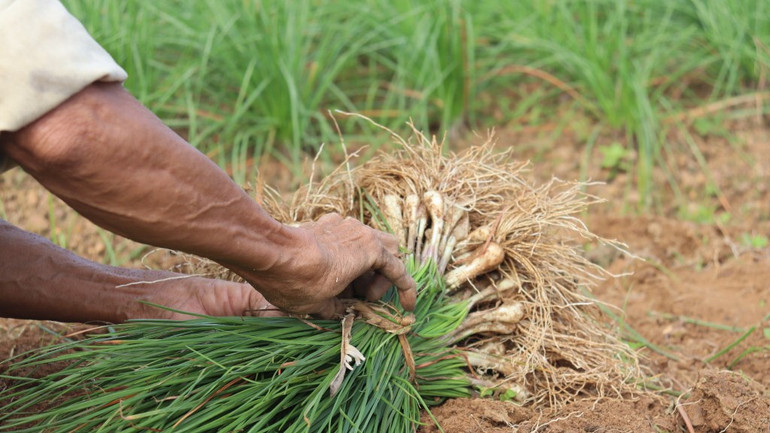 [Ảnh] Thơm nồng kiệu hương Hòa Nhơn ảnh 3