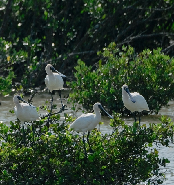 Cò Thìa mặt đen (loài nguy cấp) ( biểu tượng của Vườn quốc gia Xuân Thủy).