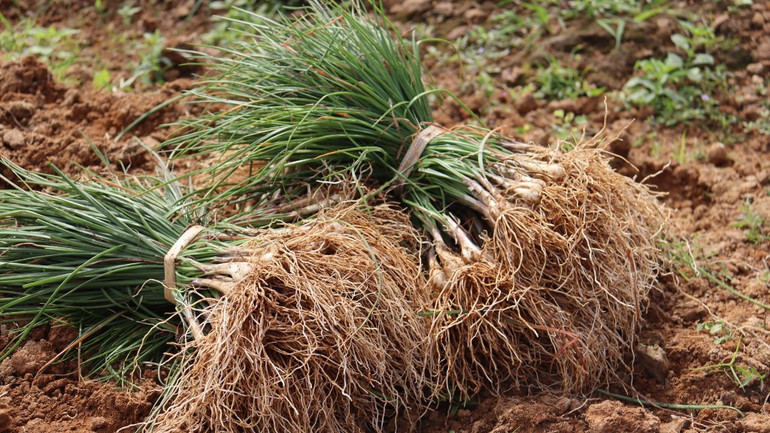 [Ảnh] Thơm nồng kiệu hương Hòa Nhơn ảnh 1