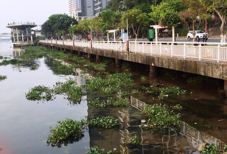 Những vạt bèo đã bám rễ… Những vạt bèo đã bám rễ…