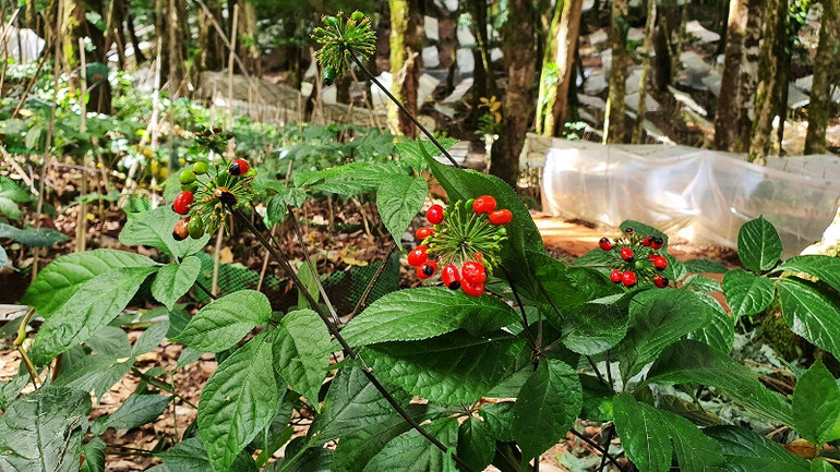 \Sâm Ngọc Linh Kon Tum vào mùa thu hoạch hạt.