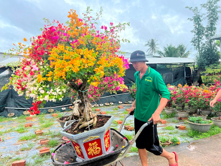 Người dân vận chuyển từng chậu hoa giấy ra điểm tập kết.