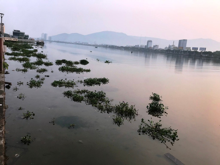 Bèo tấp thành vệt dài, ảnh chụp sáng 21/4. Bèo tấp thành vệt dài, ảnh chụp sáng 21/4.