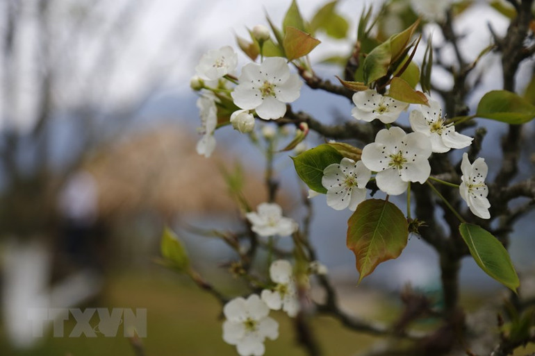 Hoa lê nở trắng các ngọn đồi tại xã vùng cao Hồng Thái. (Ảnh: Nam Sương/TTXVN)