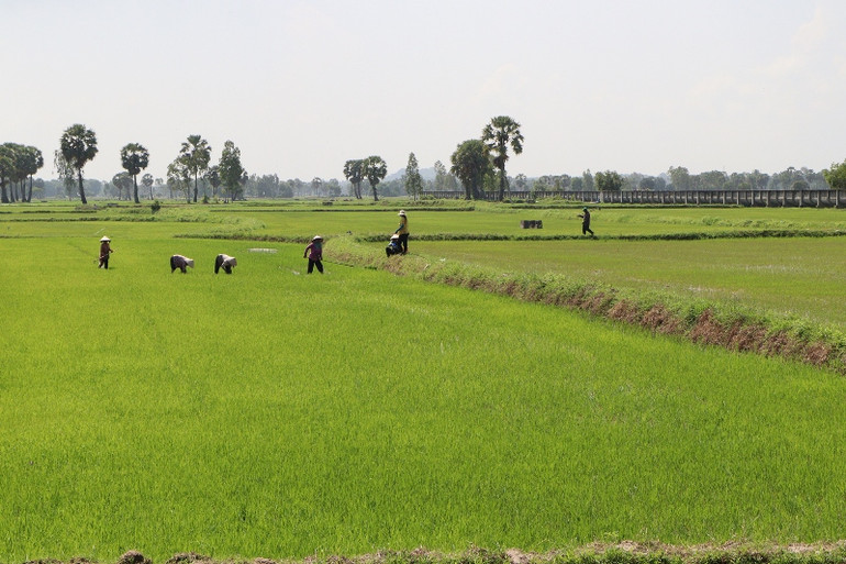 Vùng Bảy Núi là vựa lúa quan trọng của tỉnh.