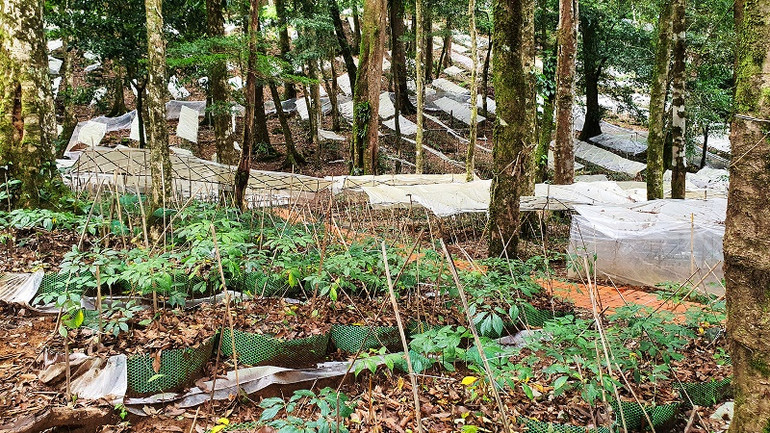 Sâm Ngọc Linh Kon Tum được trồng dưới tán rừng già.