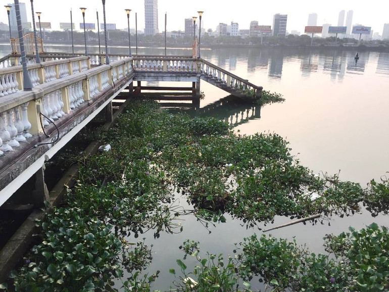 Bèo tấp kín khu vực cầu chữ T (trước Bảo tàng Đà Nẵng) sáng 21/4. Bèo tấp kín khu vực cầu chữ T (trước Bảo tàng Đà Nẵng) sáng 21/4.