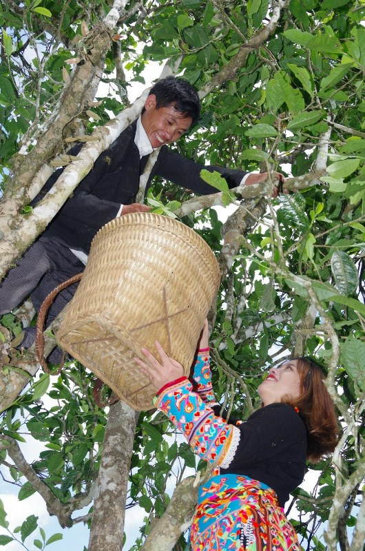 Người dân xã Mồ Sì San hái chè Shan tuyết. Người dân xã Mồ Sì San hái chè Shan tuyết.