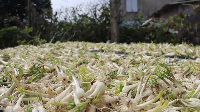 [Ảnh] Thơm nồng kiệu hương Hòa Nhơn ảnh 7