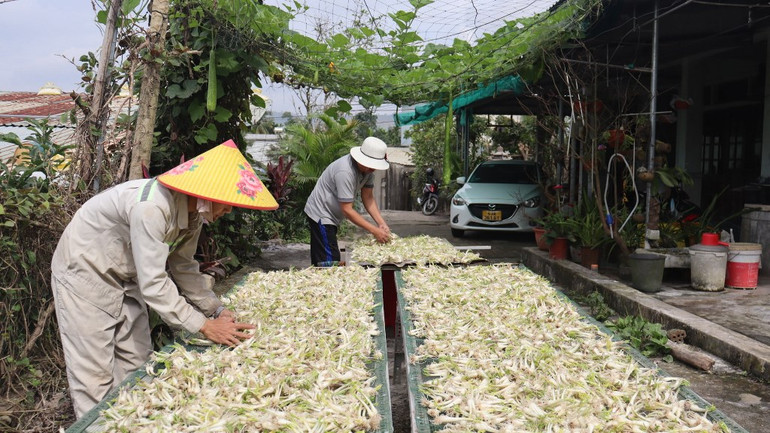 [Ảnh] Thơm nồng kiệu hương Hòa Nhơn ảnh 8