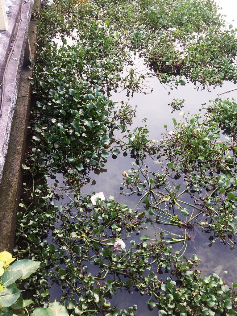 Nhếch nhác, ô nhiễm bủa vây. Nhếch nhác, ô nhiễm bủa vây.