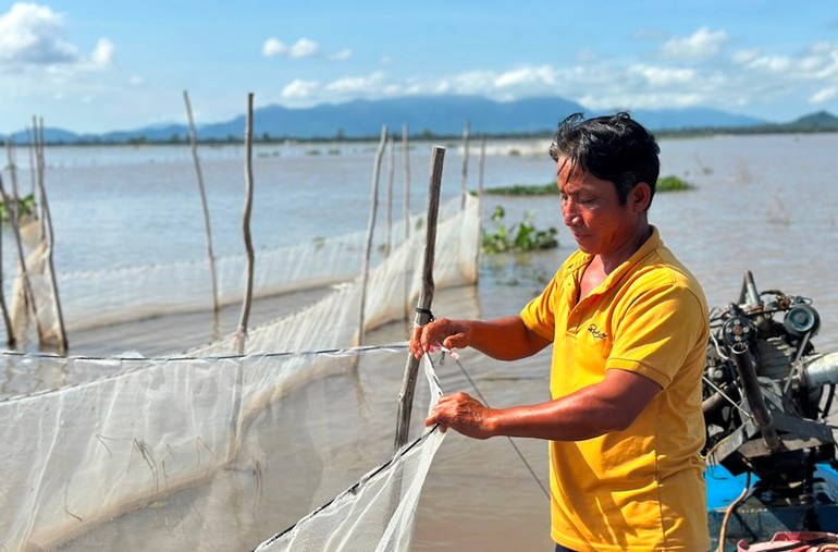 Anh Tùng đang đi kiểm tra những đường dớn lưới cá linh trên đồng ngập lũ.