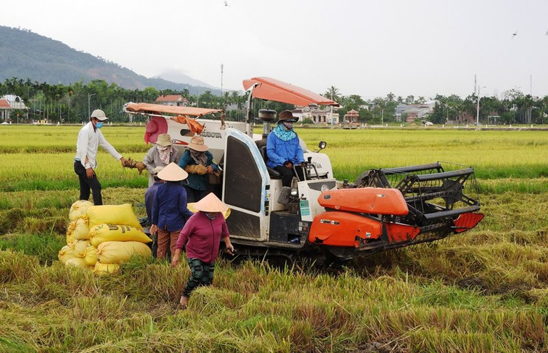 Thu hoạch vụ mùa bằng cơ giới hóa ở huyện Hòa Vang.