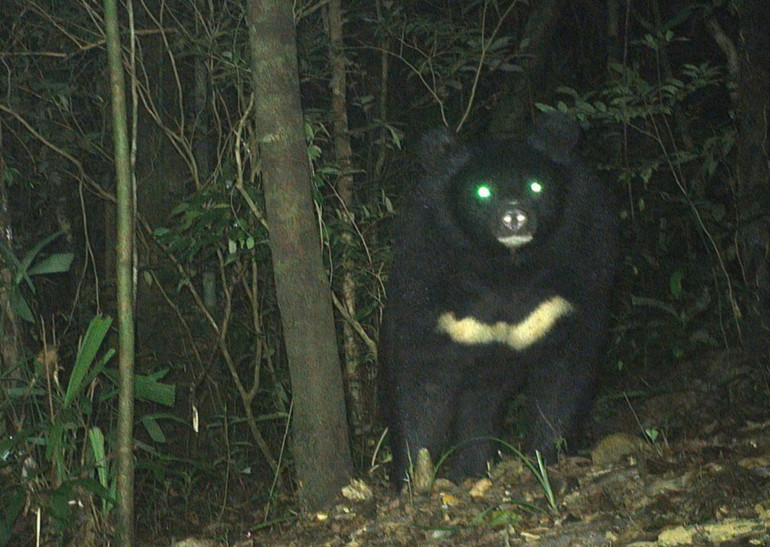 Gấu ngựa được phát hiện tại Khu bảo tồn Thiên nhiên Bắc Hướng Hóa bằng bẫy ảnh. (Ảnh: Khu bảo tồn cung cấp)
