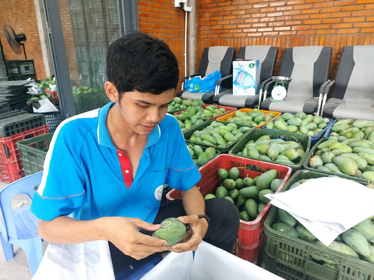 Hội viên Hợp tác xã GAP Cù Lao Giêng dán tem truy xuất nguồn gốc xoài xuất khẩu.