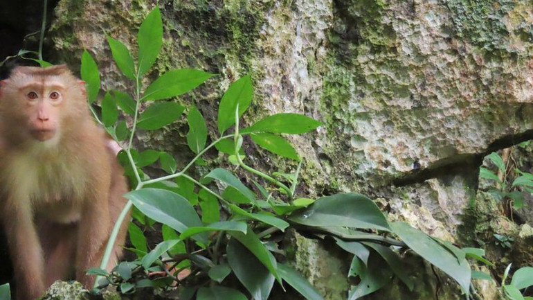 Động vật quý, hiếm tại Khu dự trữ thiên nhiên Thần Sa-Phượng Hoàng.